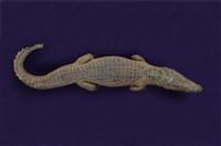 Spectacled caiman Collection Image, Figure 10, Total 12 Figures